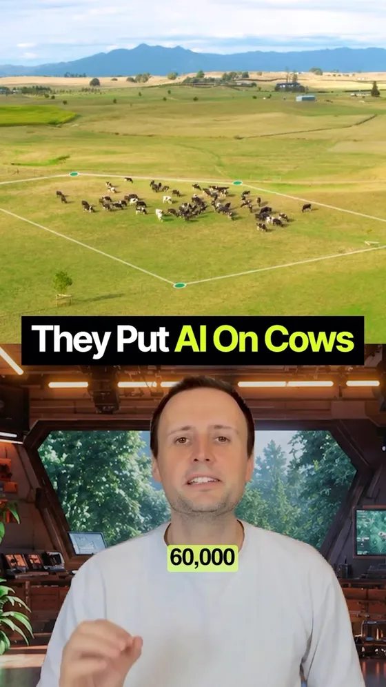Video cover: The cows wear the fence